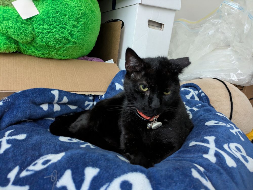 Goliath being cozy in his bed. He has a little bed head.