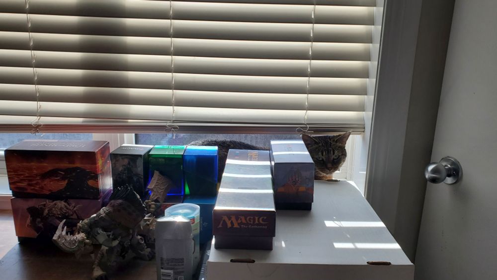 A bunch of magic deck boxes hide a tabby cat in the window
