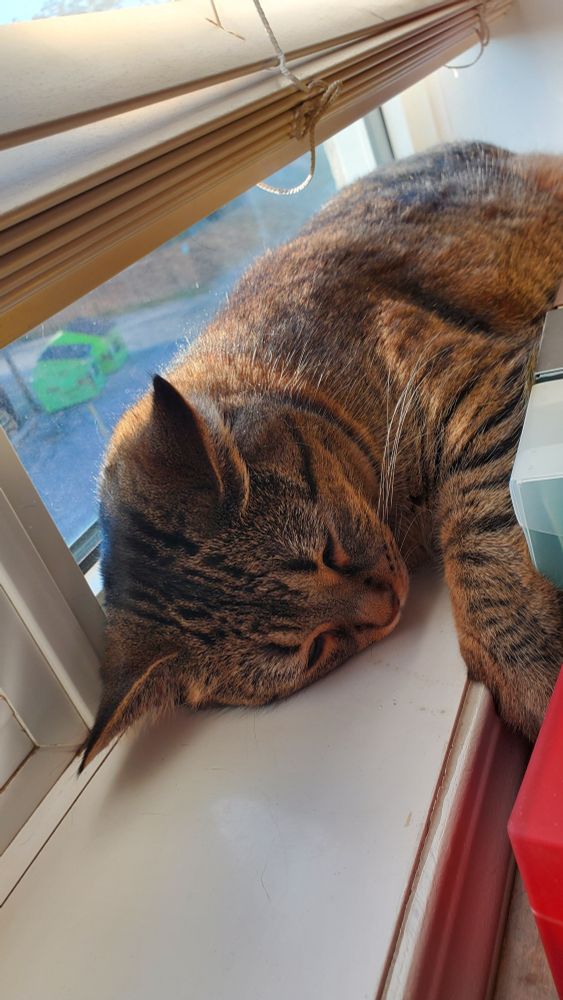 Tabby cat laying on a window sill, the sun beaming on her back. She looks sleepy.