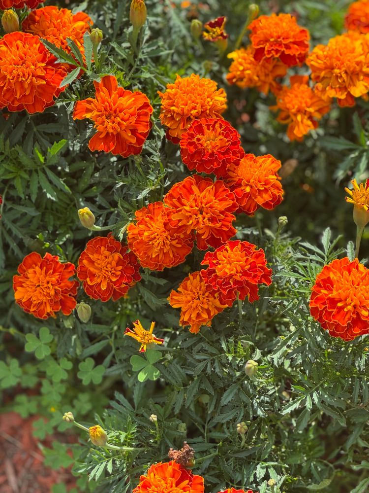 Orange marigolds