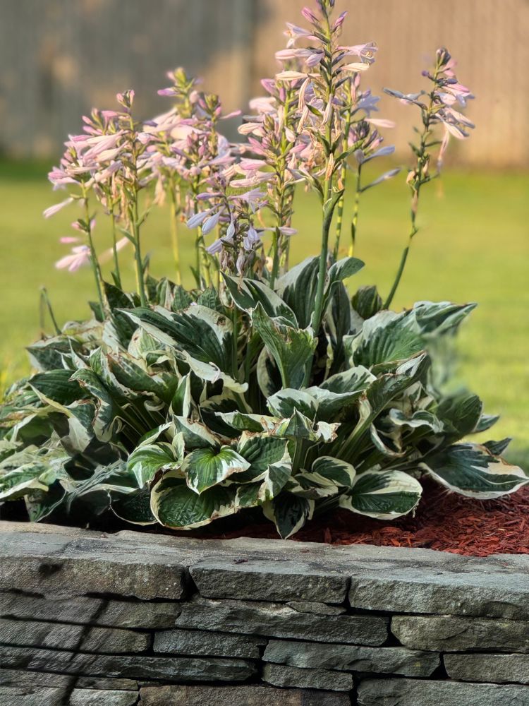 Green and white hosta with purple flowers