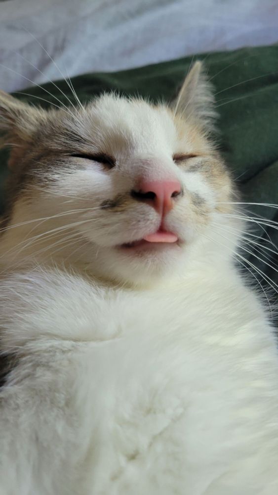 A close of of a calico cat with her eyes closed and sticking her tongue out