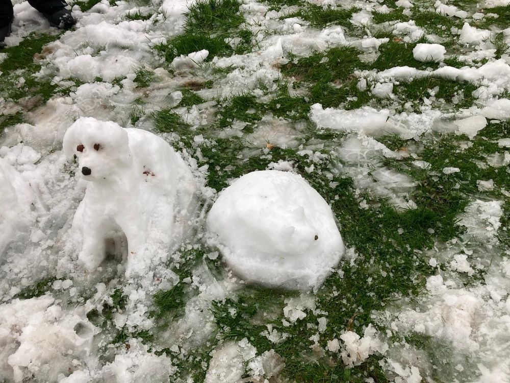 Snow dog and snow cat