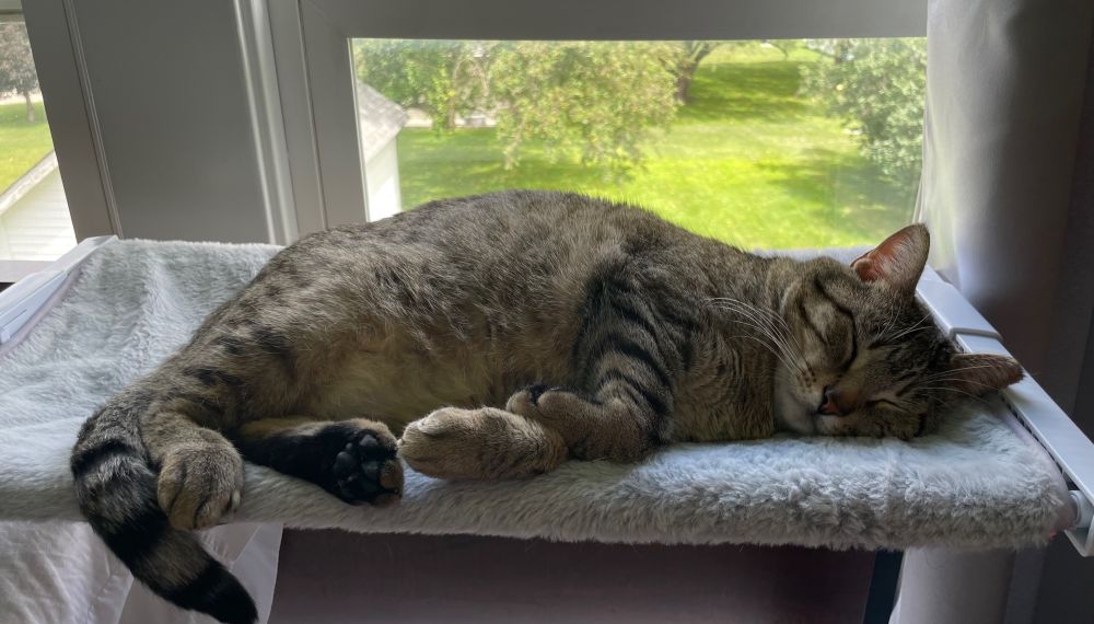 Tabby cat lying in the window against a backdrop of sun shining on lawn and trees