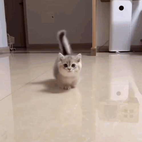 a kitten is walking on a tiled floor in a room