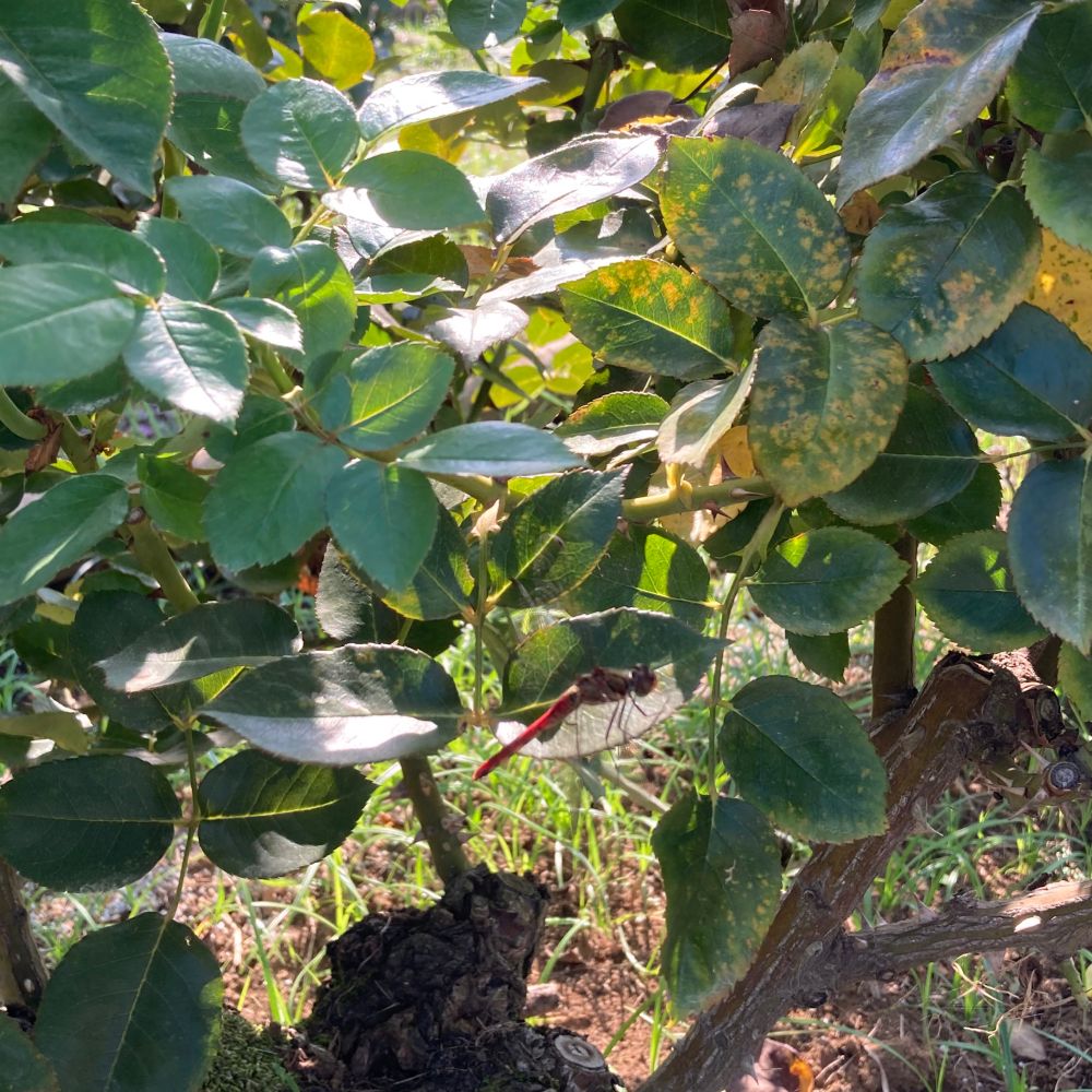 バラの木にとまってるトンボ