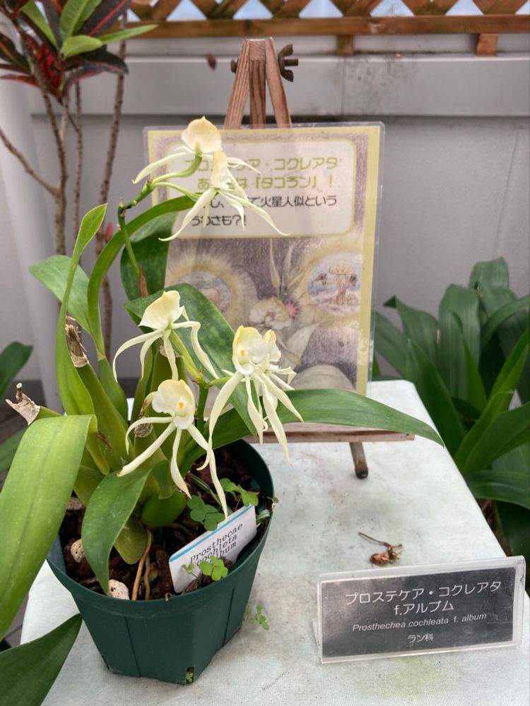 温室で撮った写真。鉢に入った「プロステケア・コクレアタ　f.アルプム」。白くて花びらが火星人みたいなラン。うしろに「あだ名はタコラン。火星人に似ているといううわさも？」と書かれた紙がある