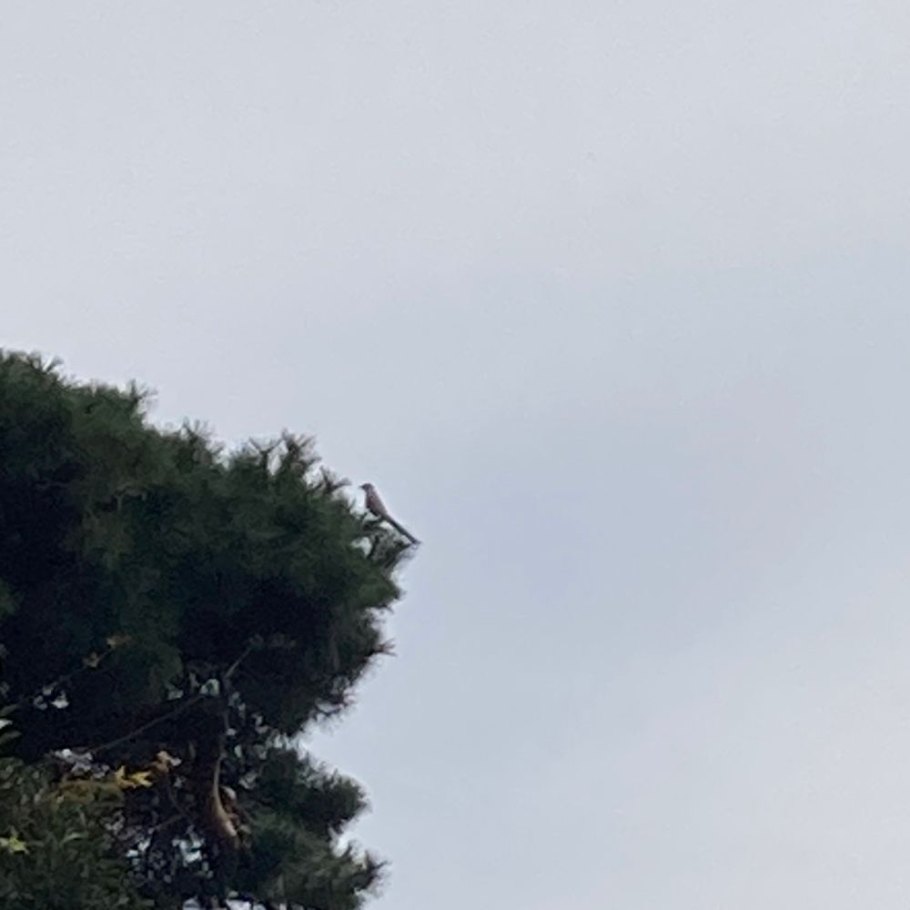 木の端にとまってるオナガを撮った写真。