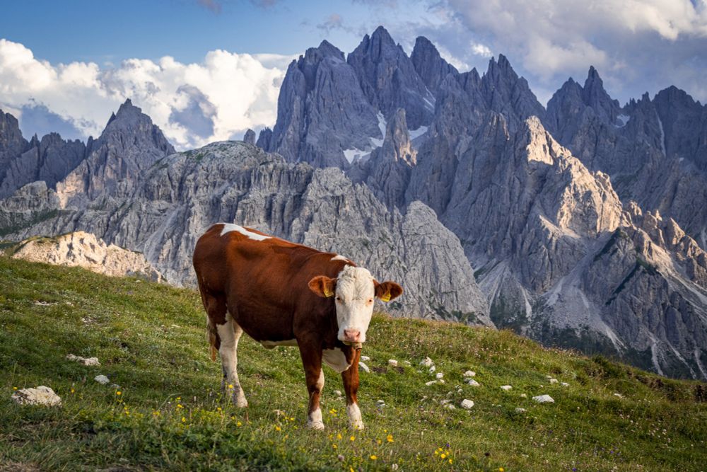 A beautiful brown and white cow is standing on a flowery meadow in the late afternoon sunlight and with rocky pointy Dolomite mountains at Tre Cime di Lavaredo (Italy).