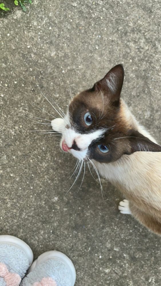 Siamese cat meowing