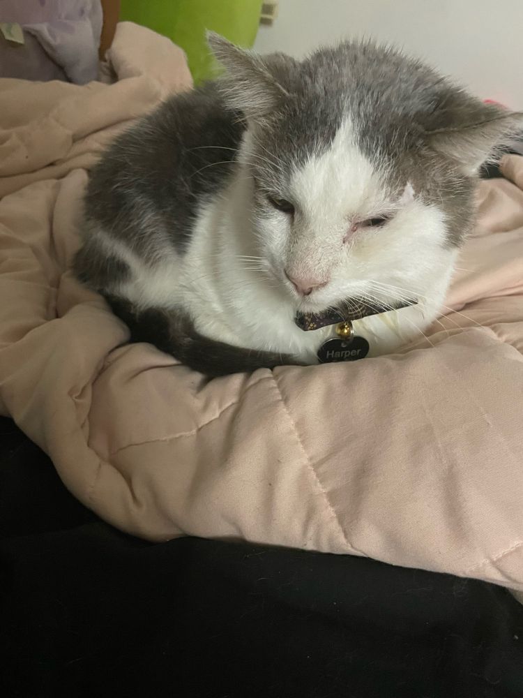 Gray and white cat with his appendages tucked in in a Loaf Fashion. He’s on a light pink weighted blanket.