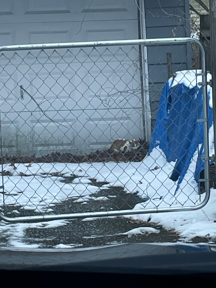 cat snuggled up on leaves by my moms garage door 