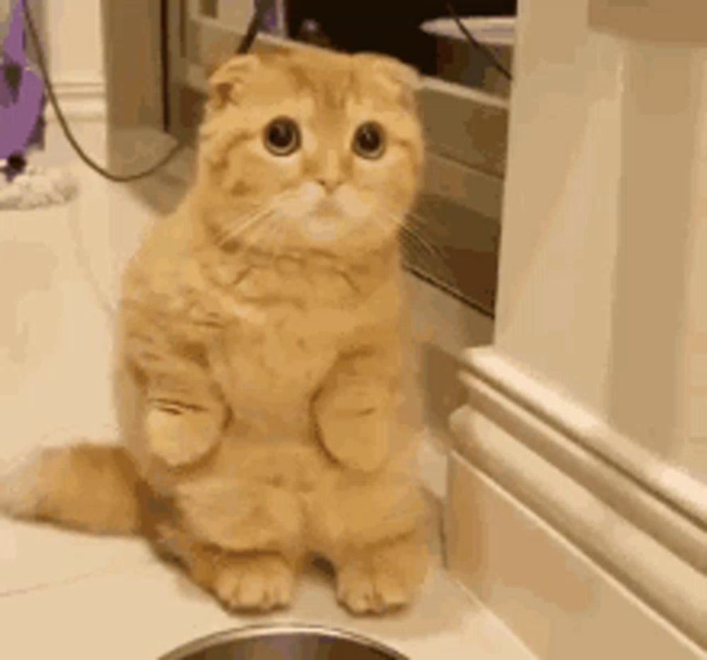 a scottish fold cat is standing on its hind legs next to a bowl .