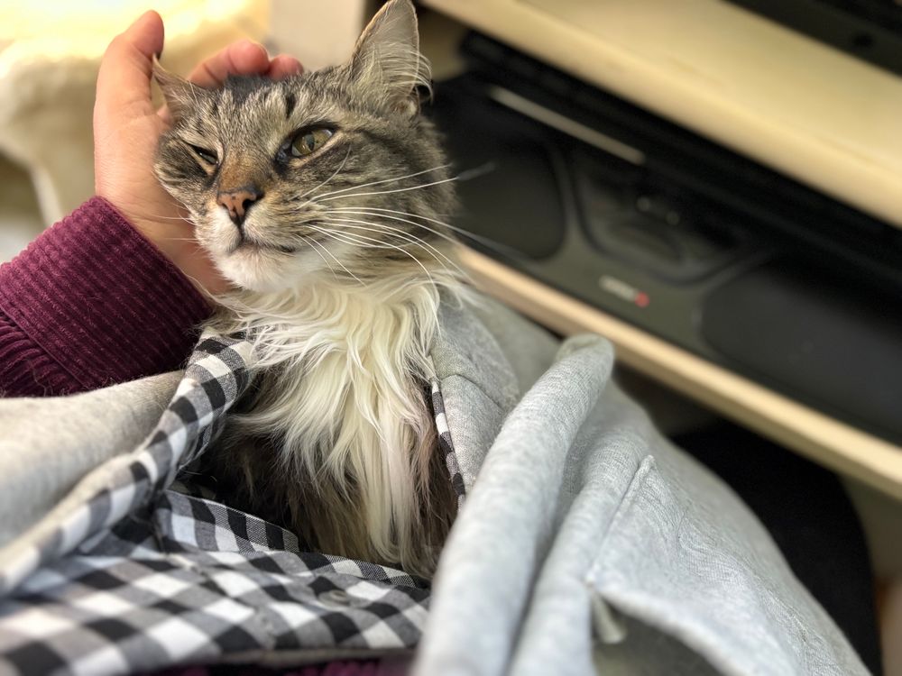 Cat in a bag in humans lap while she works at her desk 