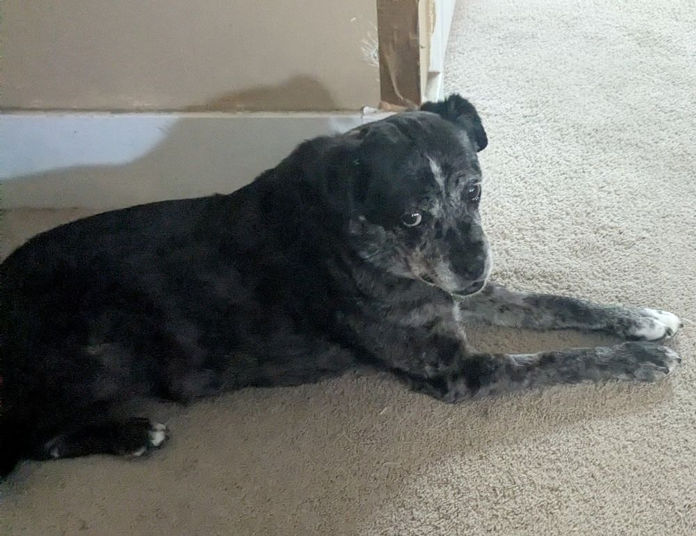 Smallish black dog with white head and paw markings gives serious side-eye after getting home from dental surgery.