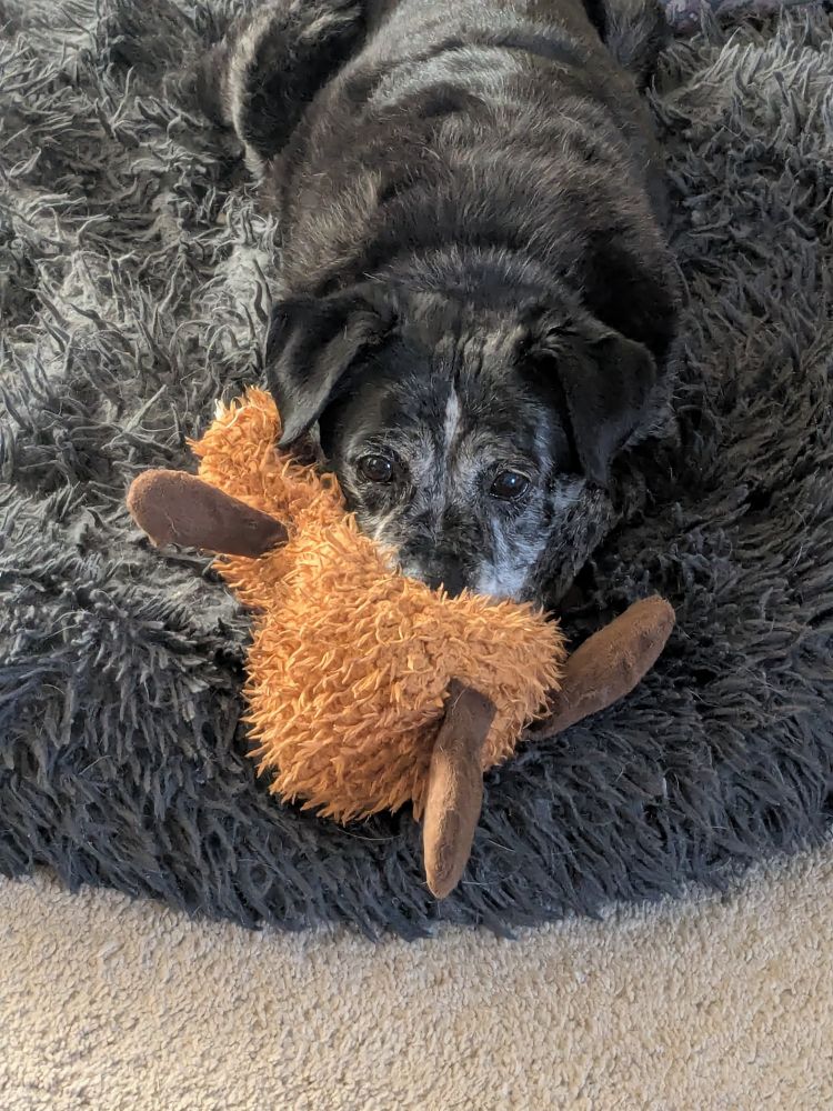 A smallish black dog with white markings lays like a seal on a fluffy dog bed, using a decapitated stuffed moose as a pillow for her perfect snoot.