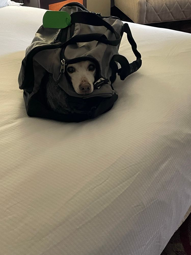 An old dog hiding in a duffle bag who is trying to look innocent, and failing.  
