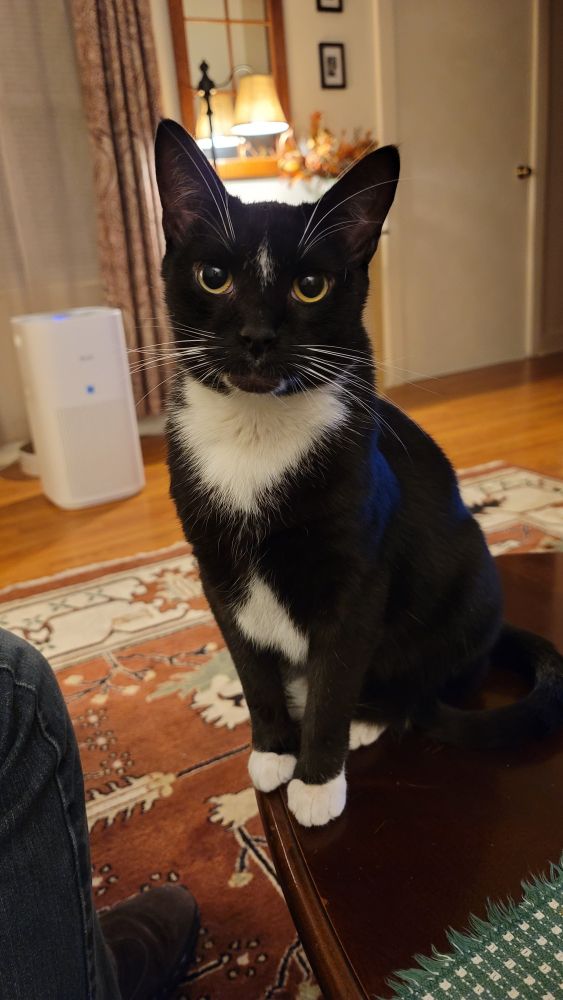 My cat Django, he's a black and white tuxedo cat. 