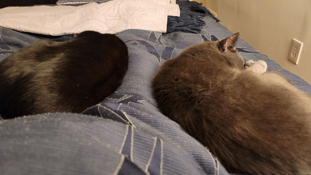 My 2 cats sleeping on top of my legs. 