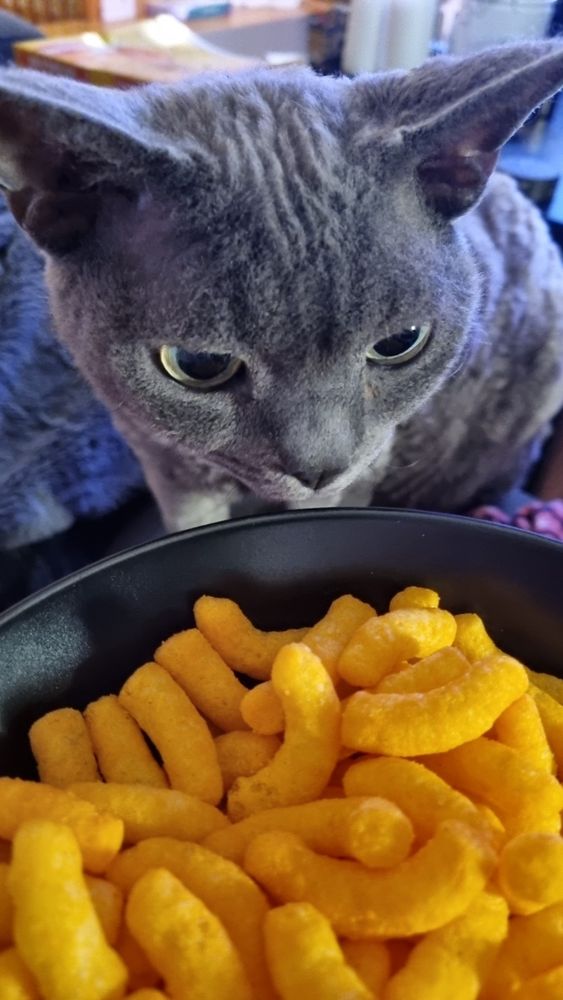 Devon Rex-katten Ingolf med hodet nysgjerrig oppi popkornskåla