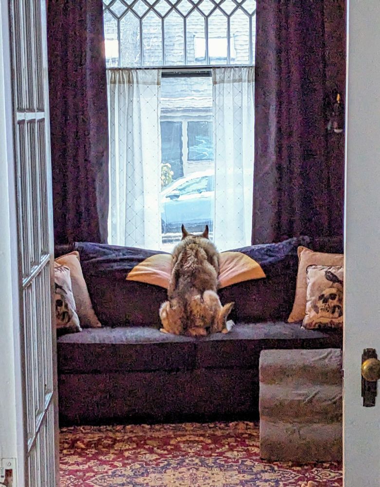 A brown and tan husky with her back to the camera, sitting in the middle of a couch, looking out a big picture window that has white and purple curtains. 