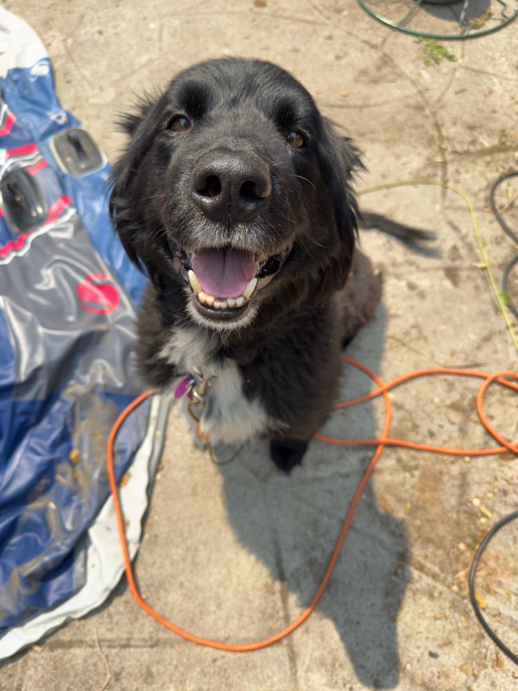 The same black dog with a white chest sits on concrete outdoors, looking up with a big open-mouthed smile. An orange cord lies on the ground around it, and a deflated inflatable is partially visible on the left.