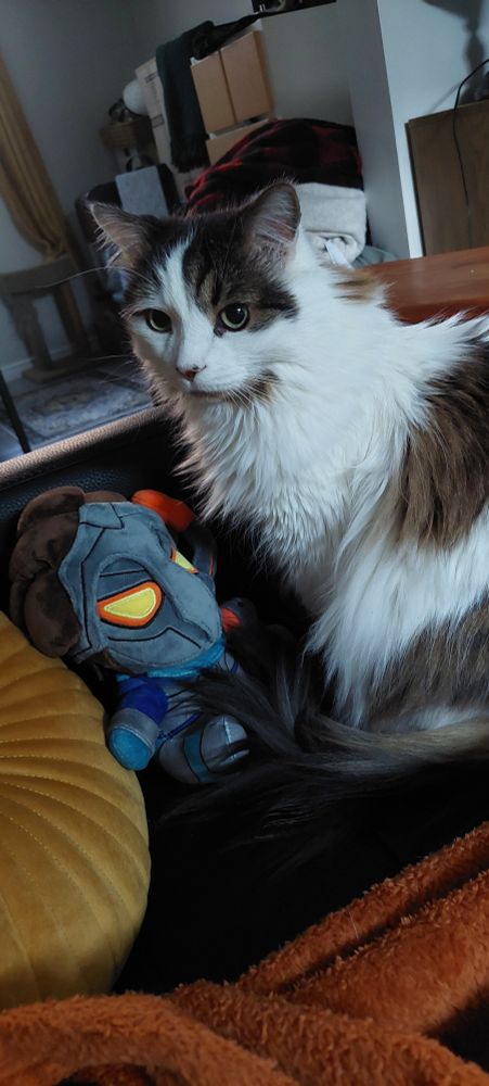 photo of my long haired cat sam sitting next to my machine herald plushie