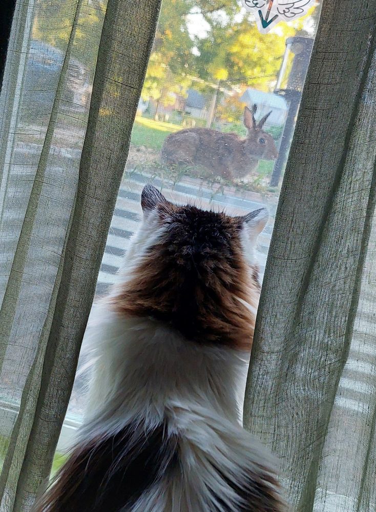 my cat sam seeing a rabbit