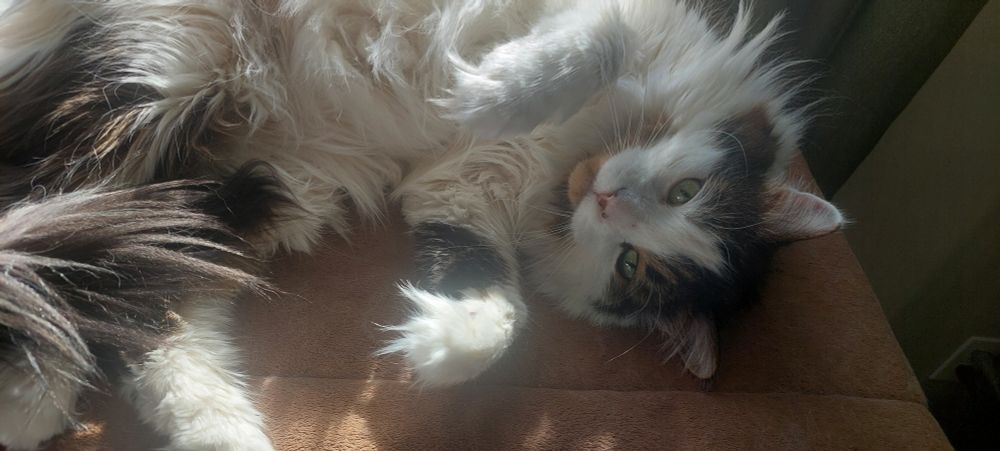 sam, my long haired cat, rolling on his tree playfully in the sun