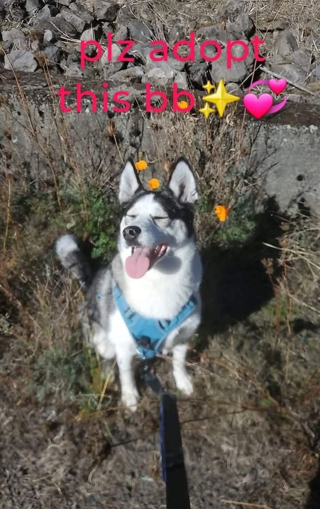 Luna the dog sitting in the sunshine squinting and smiling she's a white and gray husky 