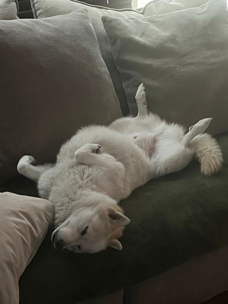A Pomsky in deep meditation on his back pointing east. 