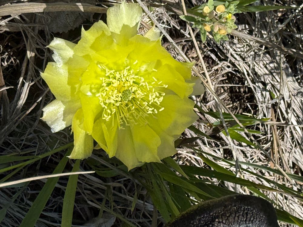 A bright greenish yellow bloom rests amid tall blades of grass. It blocks the view of the cactus it grew from. 