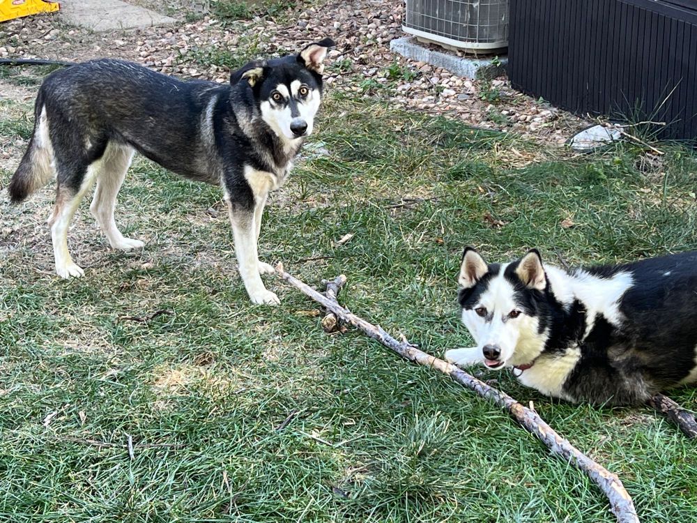 I caught these two black & white huskies sharing a stick in the yard. They both are looking up at my camera as if I’d interrupted an intimate moment. 😂 One is lying on the ground. The other is standing up.