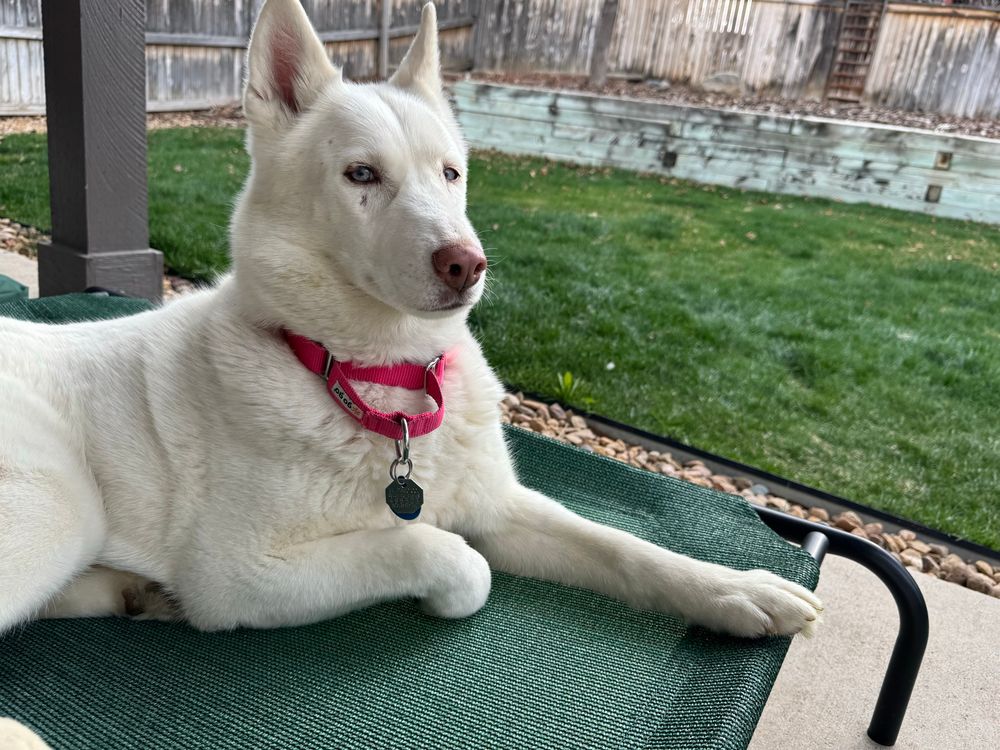 A white husky is relaxing on a raised bed with her head up. She’s giving me the side-eye because I keep taking her picture. 
