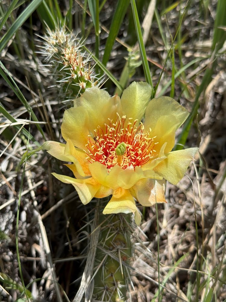 One yellow and coral pink bloom sits atop a tulip prickly pear cactus. 