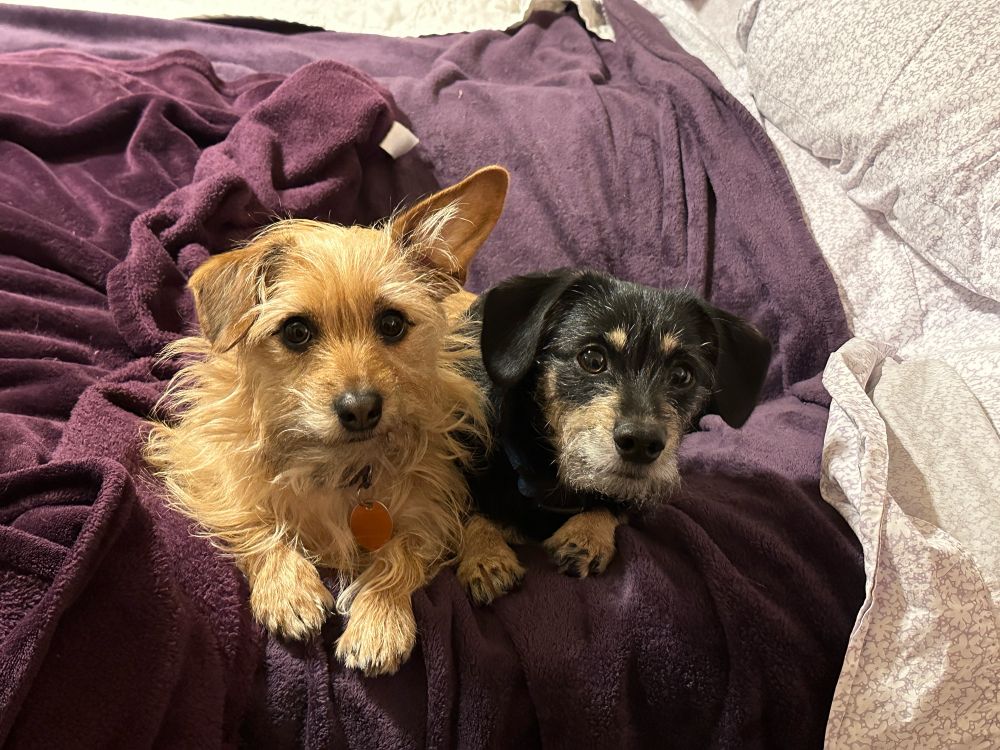 Smokey and Bandit - Doxie mix puppies