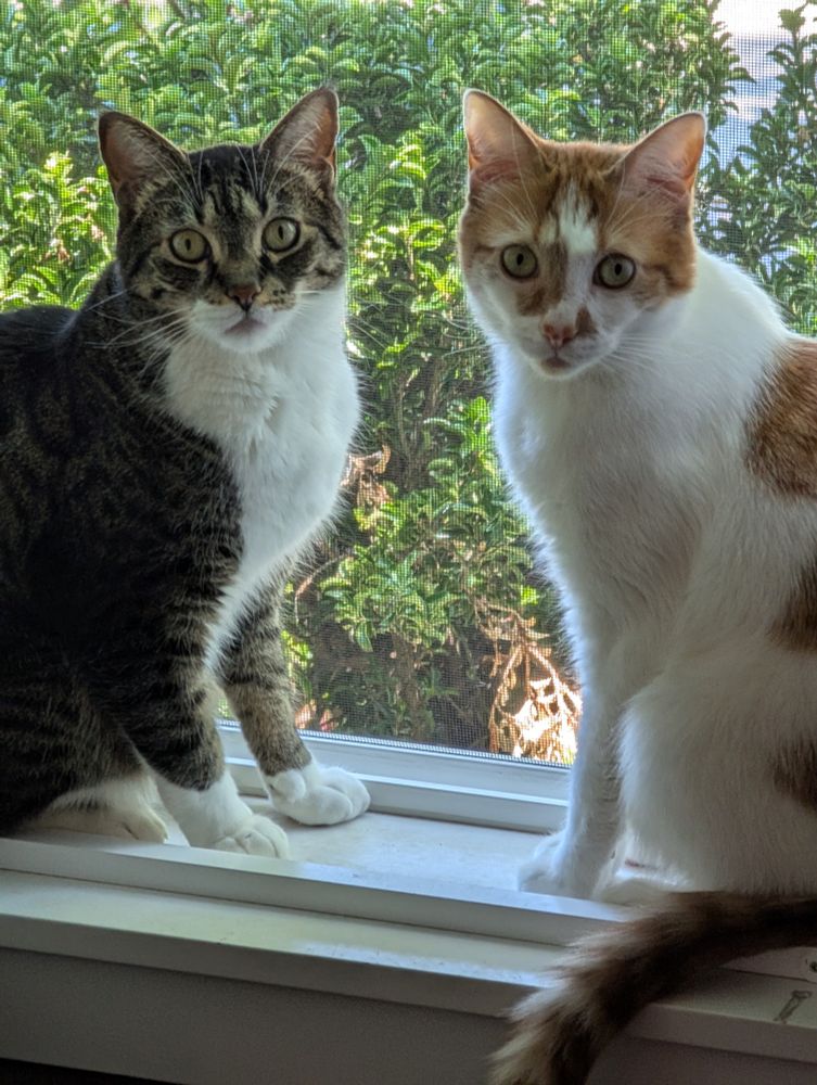 Photo of grey tiger cat and his orange and white brother sitting in a window looking back at me