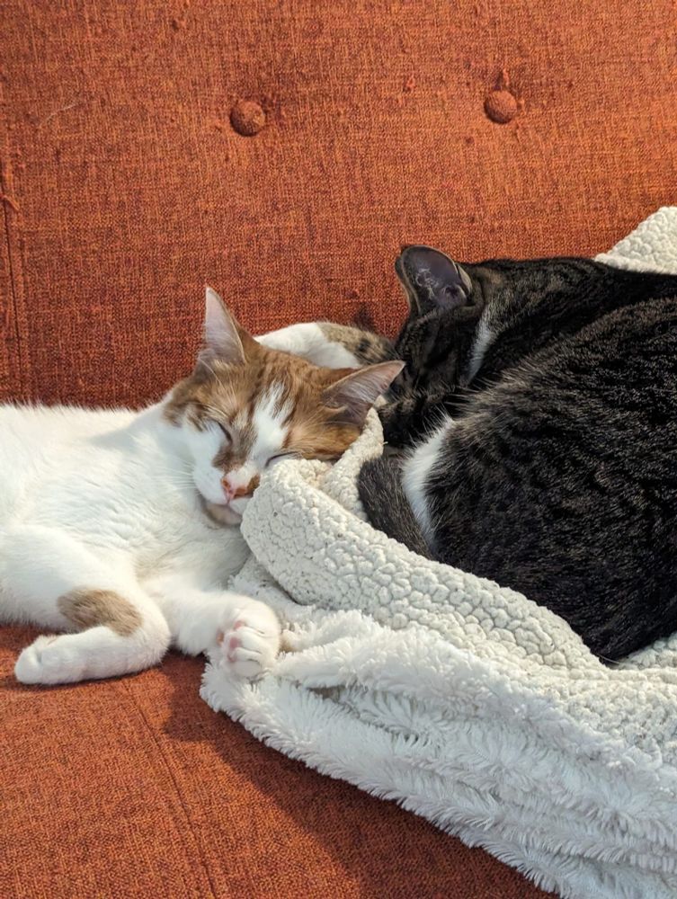 photo of my orange and white cat (finn) and my grey tiger stripe (Koda) peacefully napping on a white blanket on an orange couch. 