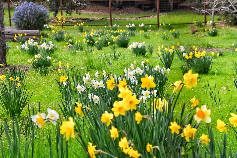 A field of daffodils in the Santa Cruz Mountains