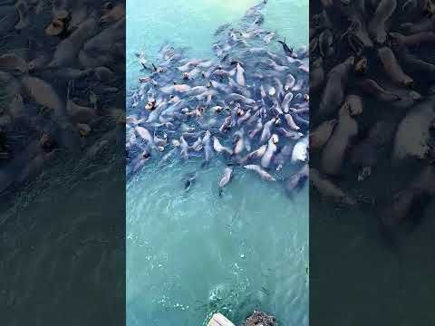 A Raft of Sea Lions as seen from the Santa Cruz Wharf #sealions #santacruz #wharf