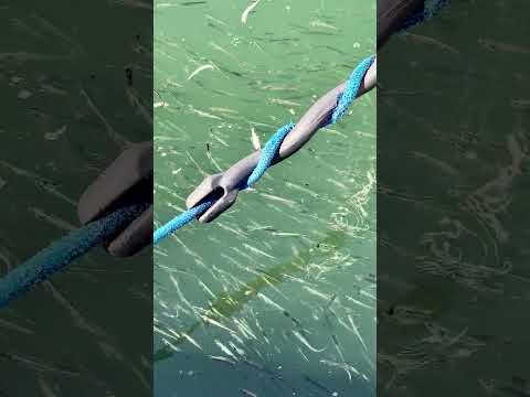 An anchovy invasion and die off at the Santa Cruz Harbor! #anchovies #feedingfrenzy #dieoff