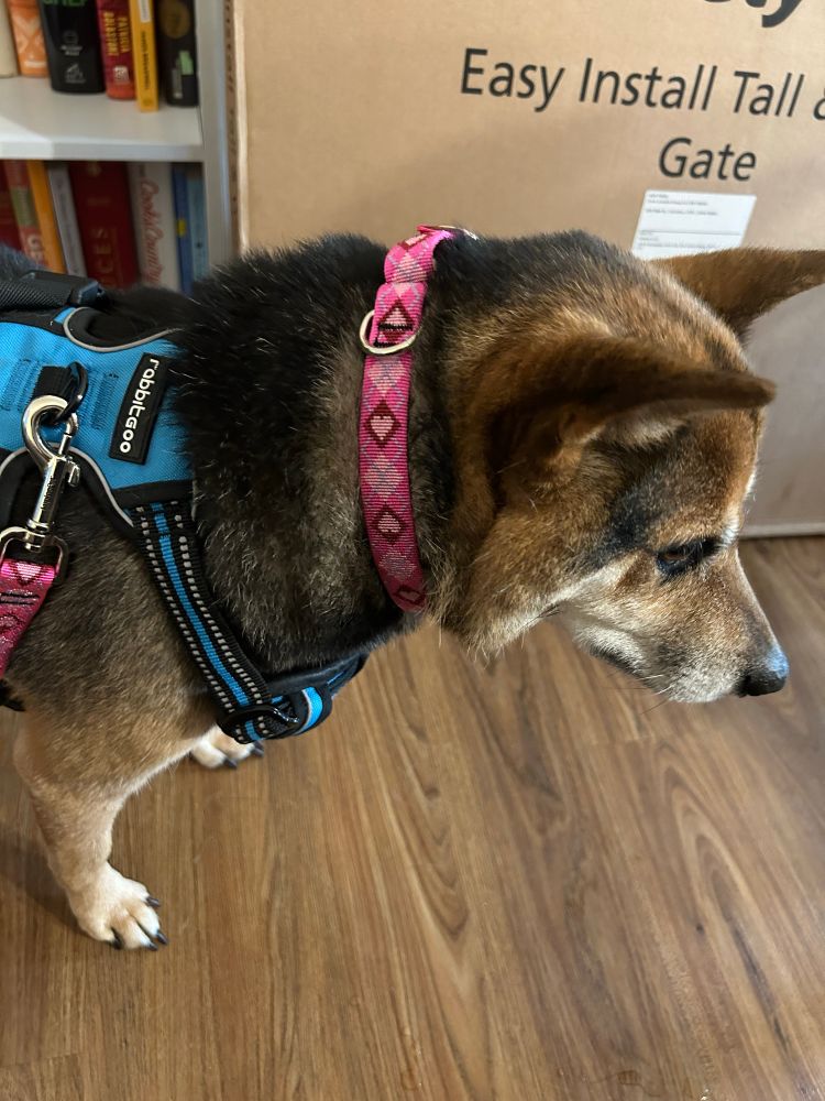 tri-color shiba inu showing off her new collar, which is a pink argyle pattern with hearts. she is also wearing a blue harness. 
