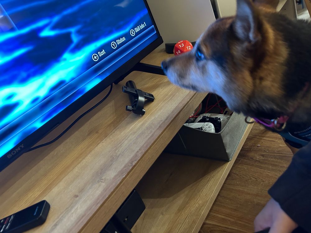 tri-color shiba inu inches from the television screen, intently watching me play a game. slightly blurry because reaching for my phone startled her. 