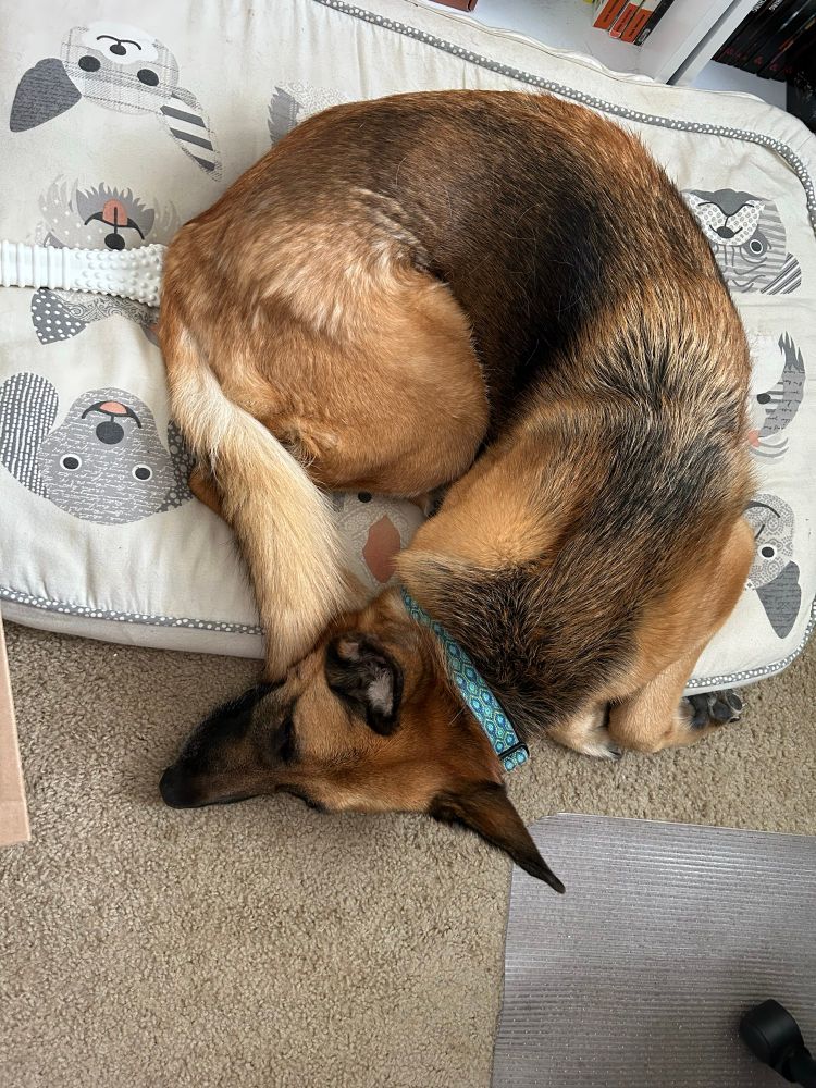 black and tan GSD curled up on her bed with her head is resting on the floor. her long tail is tucked underneath her muzzle. 