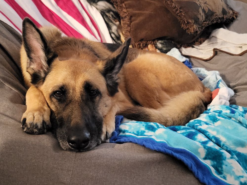 b&t GSD lying on a giant memory foam beanbag. her head is between her front paws, cutely framing her face. 