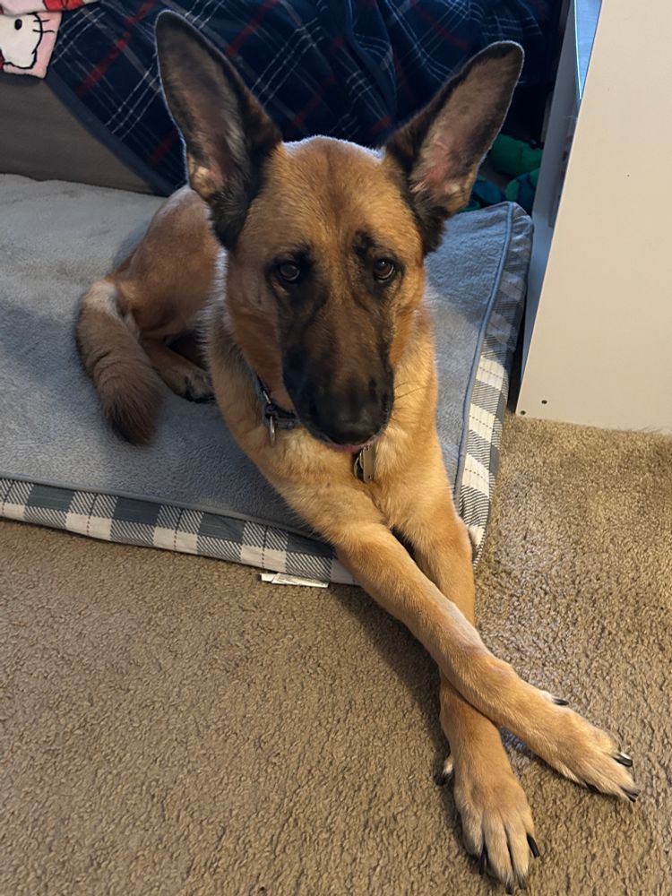 black-and-tan GSD lying on a dog bed with her front legs crossed. 