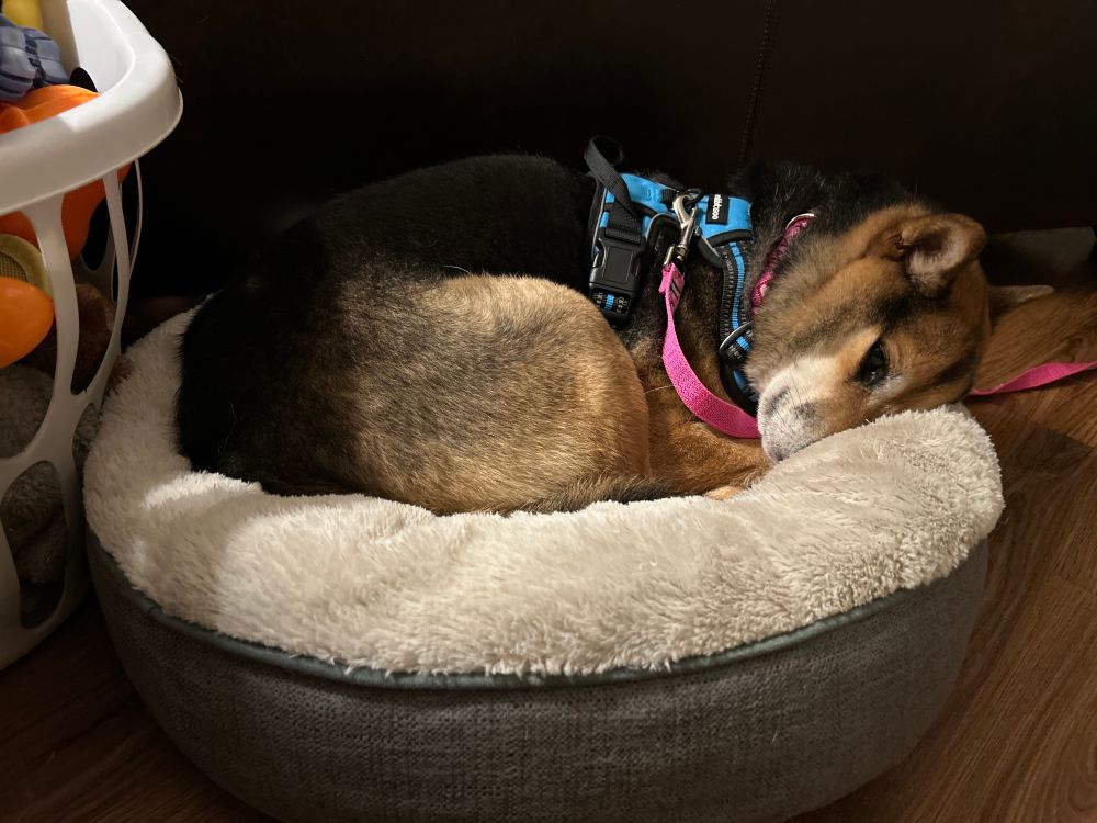 tri-color shiba curled up in a donut bed. she looks very cozy. 