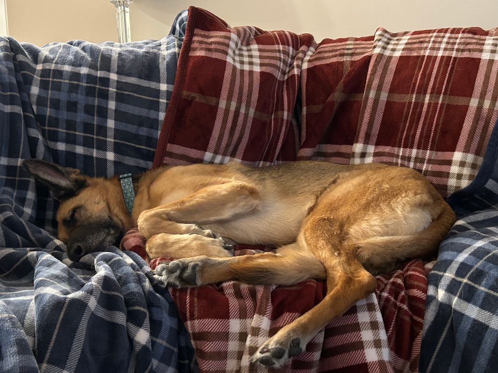 B&T GSD sound asleep on top of a plush blanket draped over the sofa. she is lying on her side, one rear leg hanging off the sofa