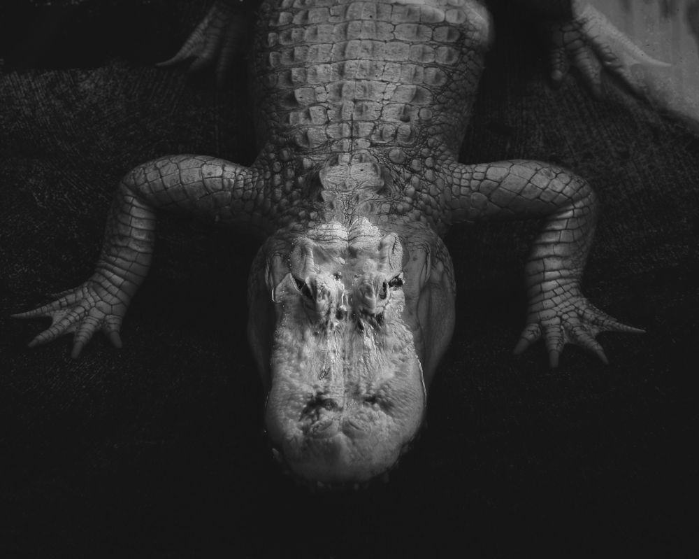 Black and white photo of an albino alligator.