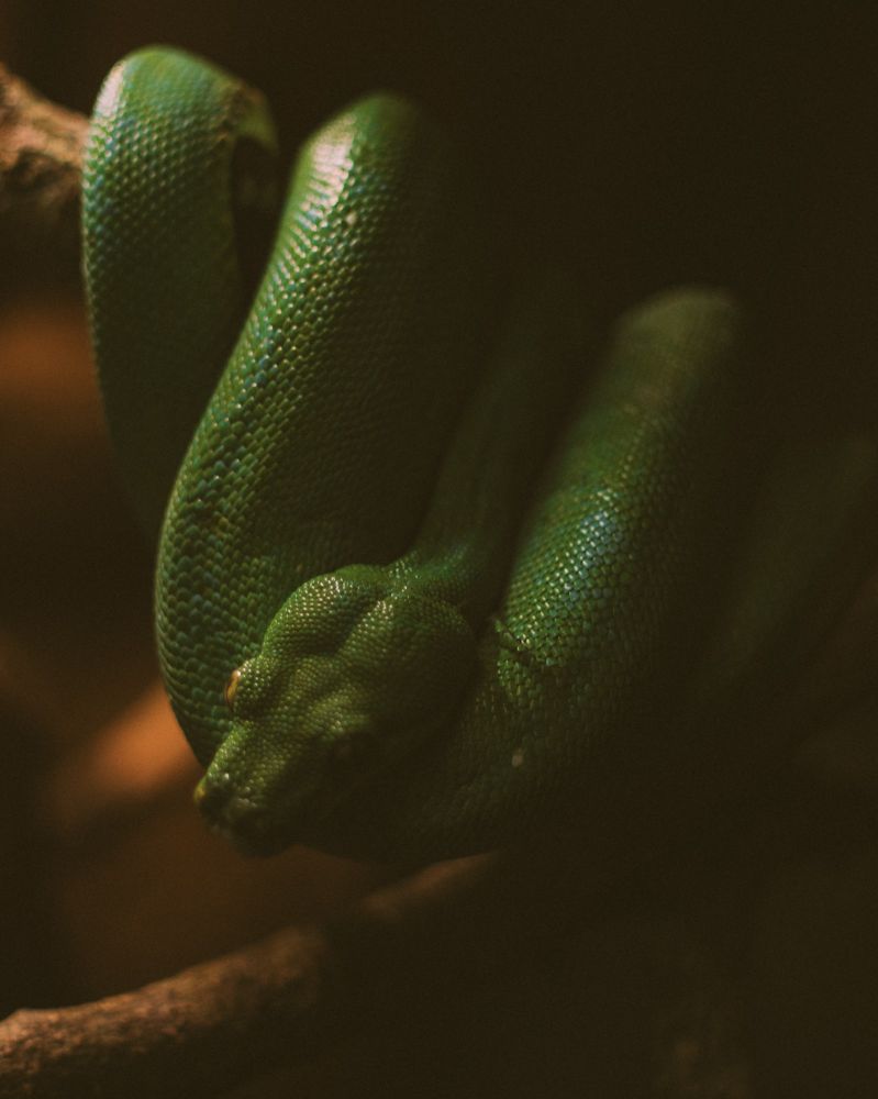 An emerald tree boa wrapped on a branch.